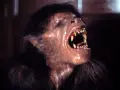 Primo piano di un terrificante licantropo con fauci spalancate e zanne affilate, un'icona dei film licantropi.